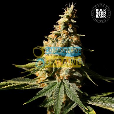 Auto Extra Mintz feminized