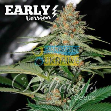 Early Version Delicious Candy feminized, Delicious Seeds