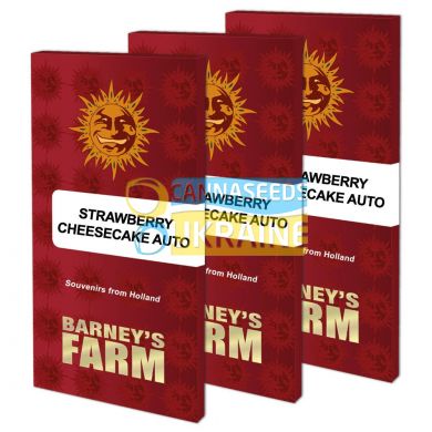 Auto Strawberry Cheesecake feminised, Barney's Farm