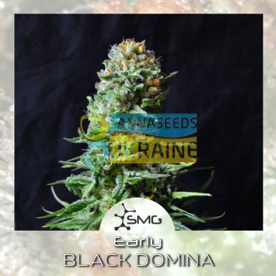 семена конопли сорт Early Black Domina feminized