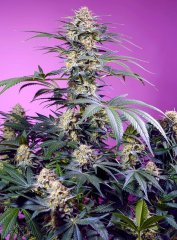 Monster Maker SWS117 feminized, Sweet Seeds