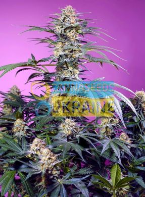 Monster Maker SWS117 feminized, Sweet Seeds
