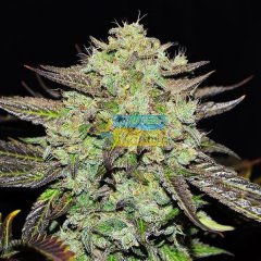 семена конопли сорт Early Version Purple Mango Kush feminized, Delicious Seeds