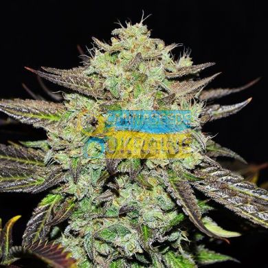 семена конопли сорт Early Version Purple Mango Kush feminized, Delicious Seeds