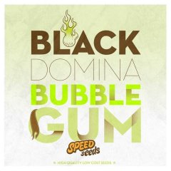 семена конопли сорт Black Domina x Bubble Gum feminized