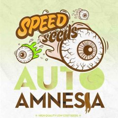 семена конопли сорт Auto Amnesia feminized, Speed Seeds