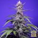 Auto Banana Cream Cake XL SWS121 feminized, Sweet seeds