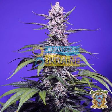 Auto Banana Cream Cake XL SWS121 feminized, Sweet seeds
