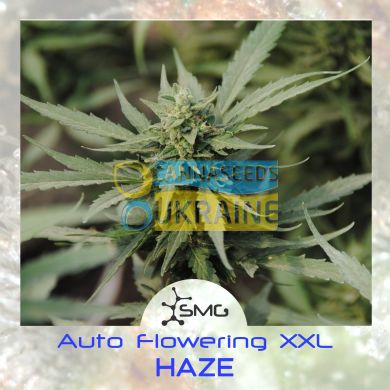 семена конопли сорт Auto Haze XXL feminized