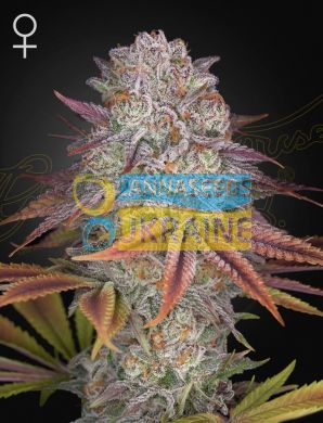 Pulp Friction Feminised, Green House Seeds