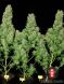 White Russian feminized, Serious Seeds
