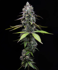 Zoap Feminised, Barney's Farm