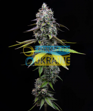 Zoap Feminised, Barney's Farm