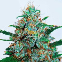 Auto Critical Neville Haze feminized