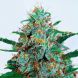 Auto Critical Neville Haze feminized