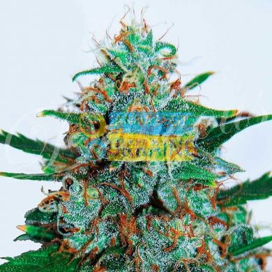 Auto Critical Neville Haze feminized