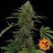 Auto Critical Rapido feminised, Barney's Farm