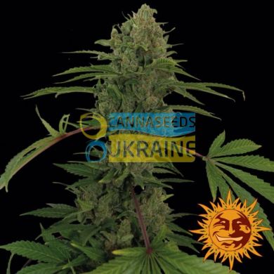 семена конопли сорт Auto Critical Rapido feminised