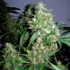 Auto Critical Rapido feminised, Barney's Farm