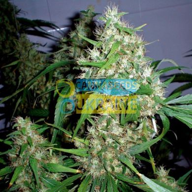 семена конопли сорт Auto Critical Rapido feminised