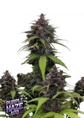 семена конопли сорт Auto Purple Haze feminized, Fast Buds