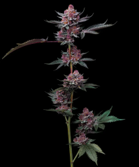 Cherry Poppers Feminised, Barney's Farm