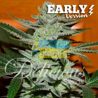 Early Version Unknown Kush feminized, Delicious Seeds