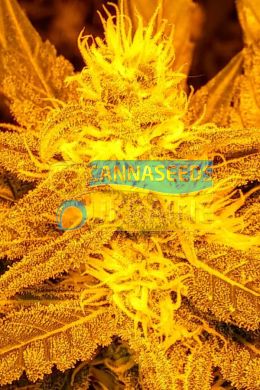 Delicious Candy feminized, Delicious Seeds