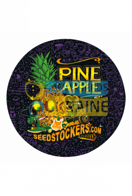 Pineapple feminized, Seedstockers