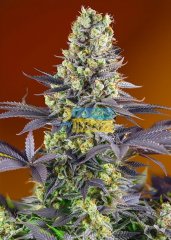 Sweet Zenzation SWS84 feminized, Sweet Seeds