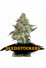 Auto Girl Scout Cookies feminized, Seedstockers