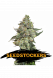 Auto Girl Scout Cookies feminized, Seedstockers