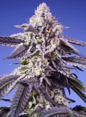Auto Permanent Jealousy XL SWS115 feminized, Sweet Seeds