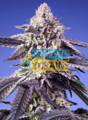 Auto Permanent Jealousy XL SWS115 feminized, Sweet Seeds