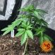 Bad Azz Kush feminized, 3 фем