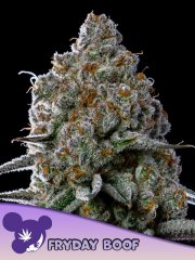 Fryday Boof feminized, Anesia Seeds