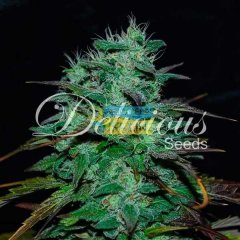 Chocobang feminized, Delicious Seeds