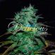 Chocobang feminized, Delicious Seeds