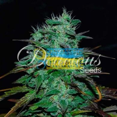 Chocobang feminized, Delicious Seeds