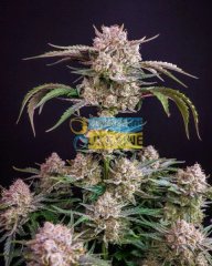 семена конопли сорт Auto Strawberry Gorilla RF3 feminized, Fast Buds