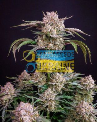 семена конопли сорт Auto Strawberry Gorilla RF3 feminized, Fast Buds