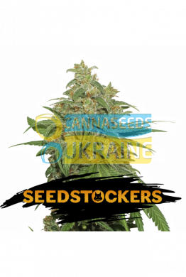 семена конопли сорт AK420 feminized, Seedstockers