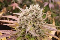 Auto Midnight Lemonade feminized, Delicious Seeds