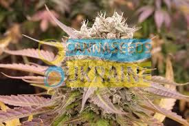 Auto Midnight Lemonade feminized, Delicious Seeds