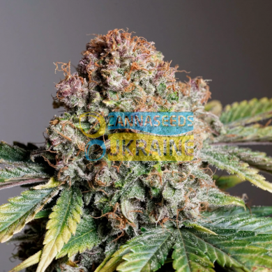 Auto Strawberry Soda feminised, Dutch Passion