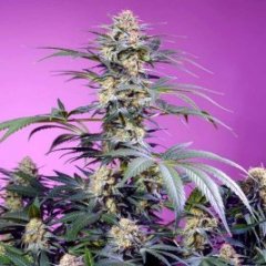 Auto Super Boof XL Auto SWS119 feminized, Sweet seeds