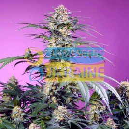 Auto Super Boof XL Auto SWS119 feminized, Sweet seeds