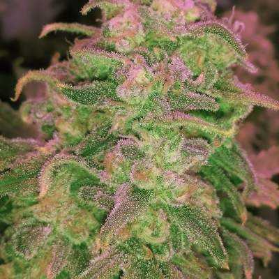 CRDB70%マウイワウイ Семена Hawaii Maui Waui feminized : 3 фем от Nirvana Seeds