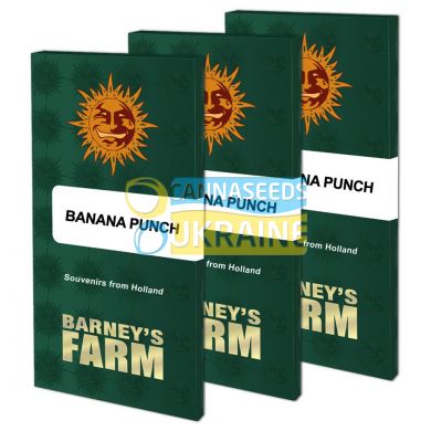 Banana Punch feminised, Barney's Farm