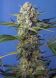 Fast Version F1 Crystal Candy SWS73 feminized, Sweet seeds, 4 фем